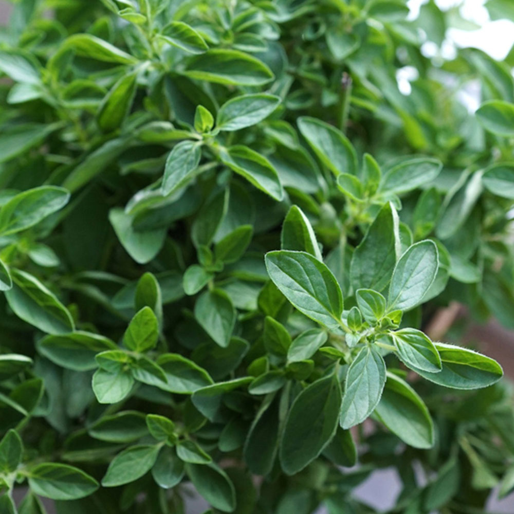 Culinary Herbs Oregano – Global Food Corridors